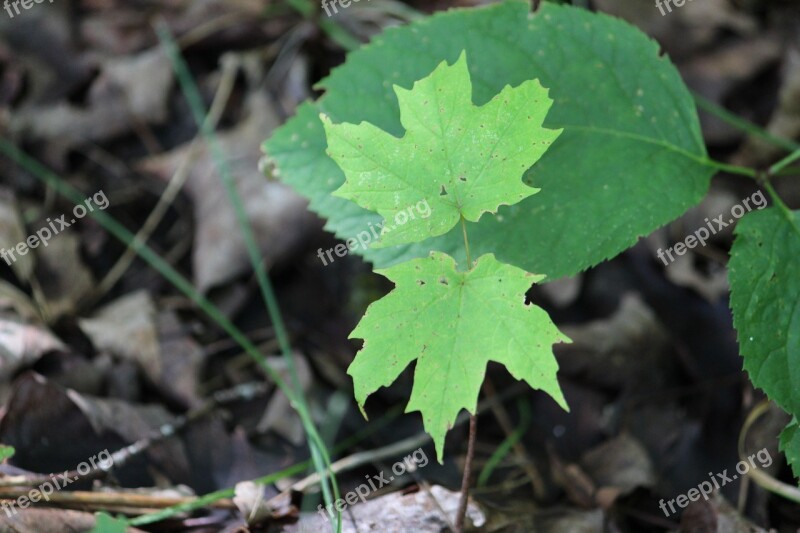 Maple New Growth Nature Foliage Spring