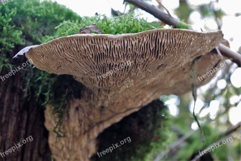 Mushroom Tree Fungus Forest Nature Autumn