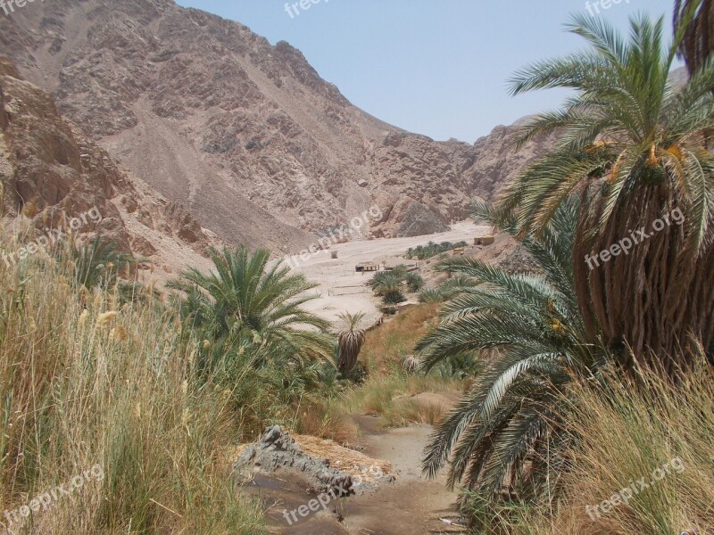 Nature Oasis Kini Egypt Landscape Palm Trees