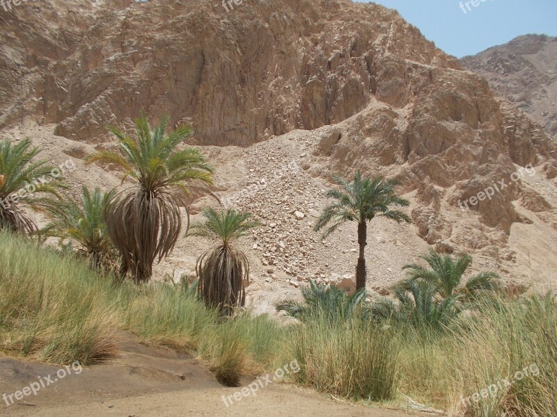 Nature Oasis Kini Egypt Landscape Palm Trees