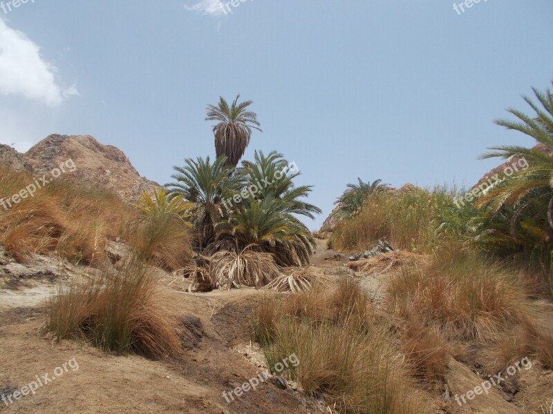 Nature Oasis Kini Egypt Landscape Palm Trees