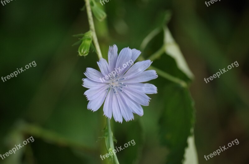 Chicory Meadow Flowers Plant Free Photos