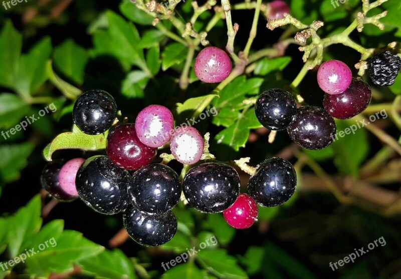 Peppervine Plants Weeds Berries Fruit