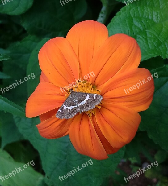 Flower Moth Butterfly Insect Mexican Sunflower