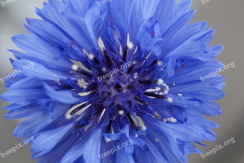 Cornflower Blue Flower Blossom Bloom