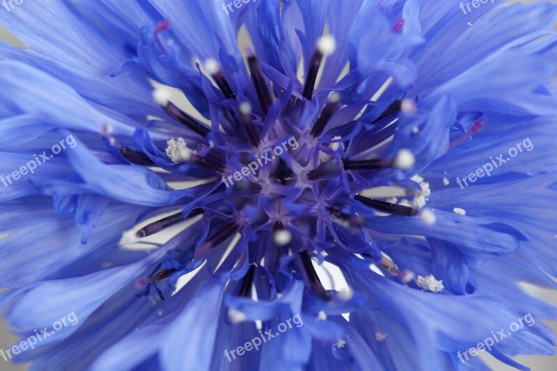 Cornflower Blue Flower Blossom Bloom