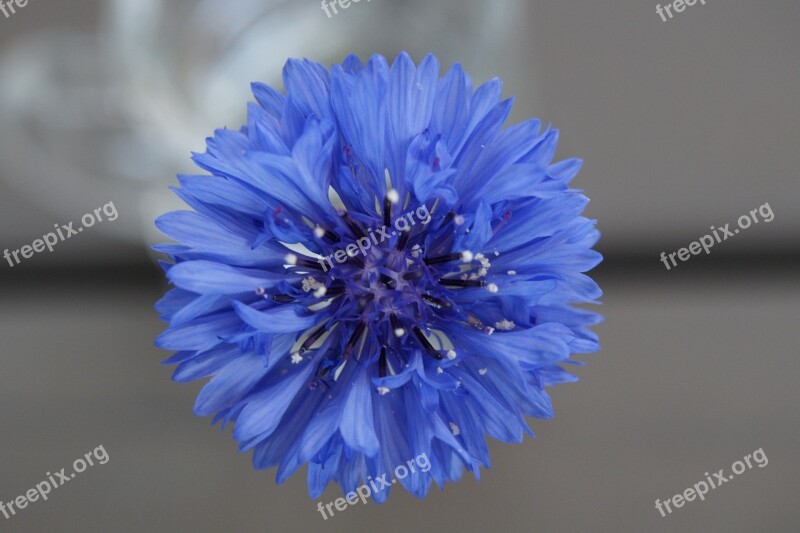 Cornflower Blue Flower Blossom Bloom