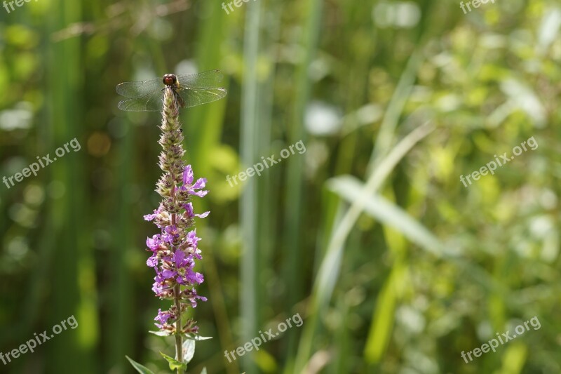 Dragonfly Red Dragonfly Red Flight Insect Insect