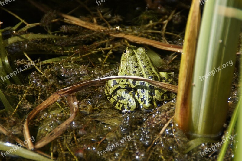 Frog Pond Frog Amphibian Summer Fauna