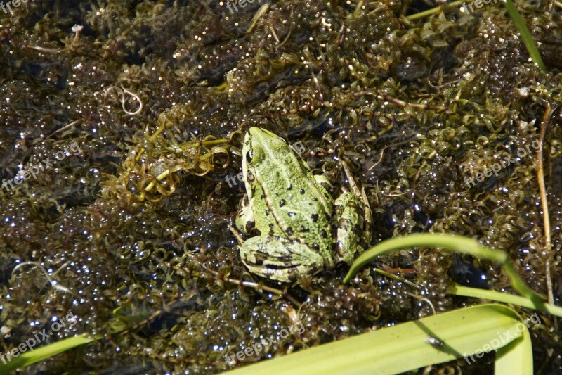 Frog Pond Frog Amphibian Summer Fauna