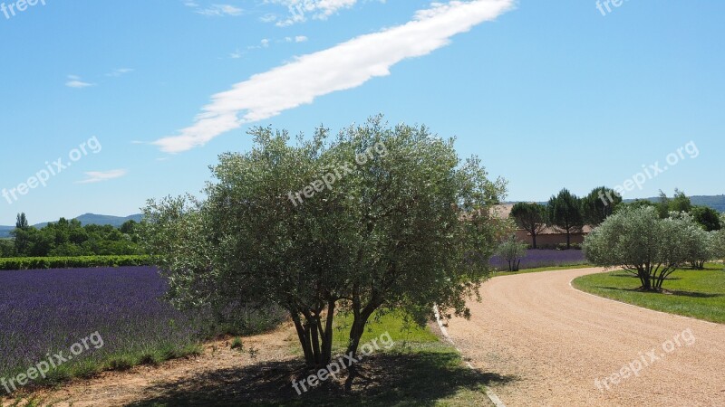 Property Way Olive Trees Lavender Field Lavender