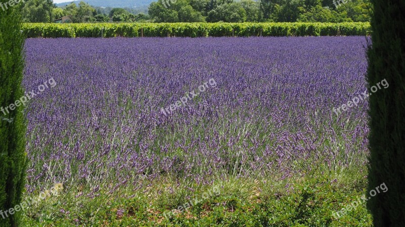 Lavender Field Lavender Lavender Cultivation Purple Ornamental Plant