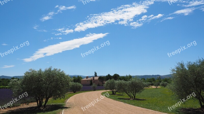 Property Away Olive Trees Lavender Field Lavender