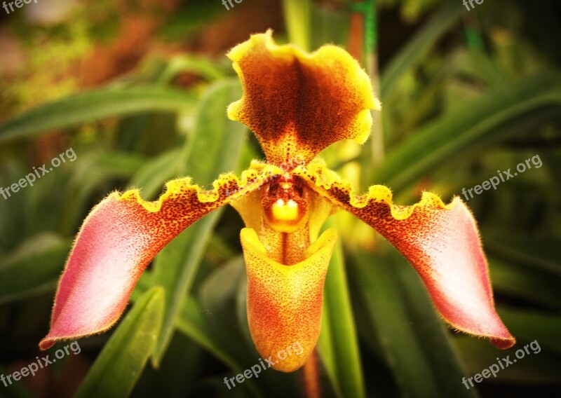 Flower Orchid Tropical White Green