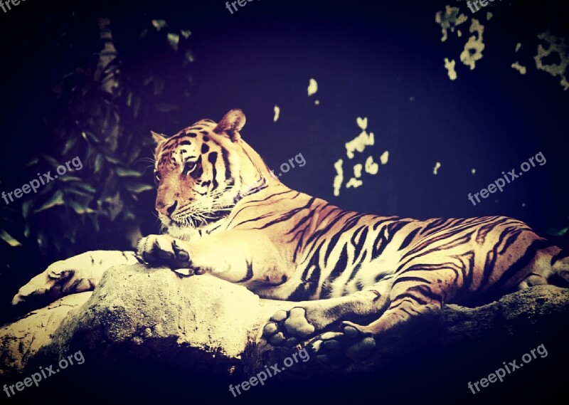 Tiger India Animal Bengal Asian