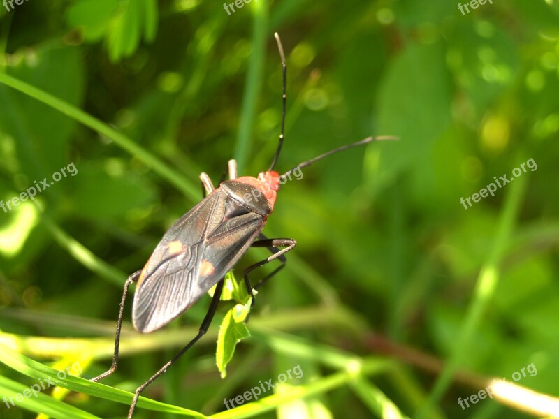 Bug Colorful Rain Tree Saproxylic