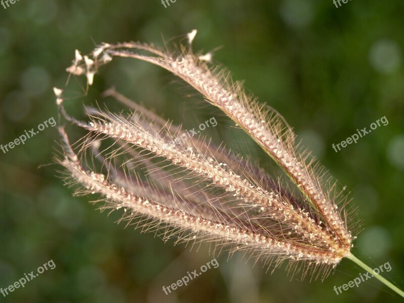 Flower Pressed Wild Stem Leaf