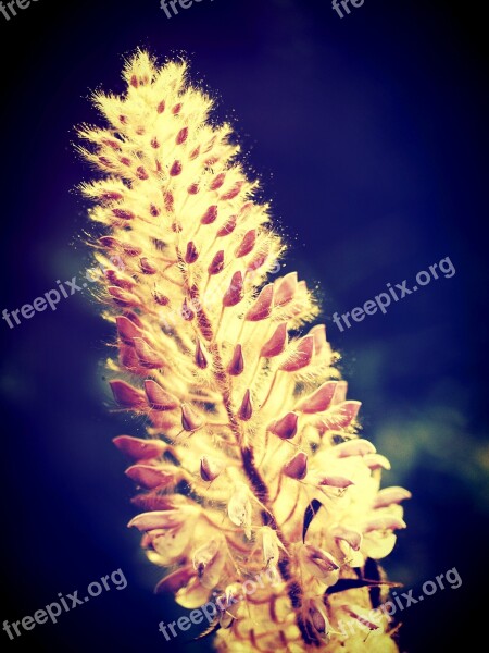 Field Filter Flora Flower Foliage