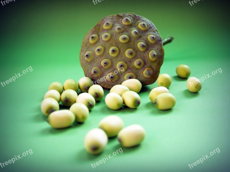 Lotus Seed Flower Leaf Pod