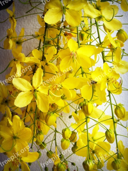 Cassia Shower Golden Tree White