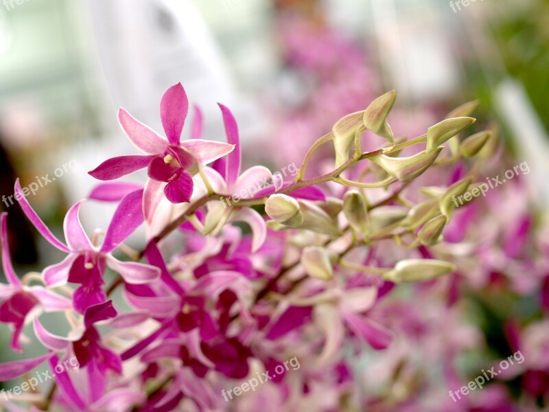 Orchid Flower Bright Violet Flora