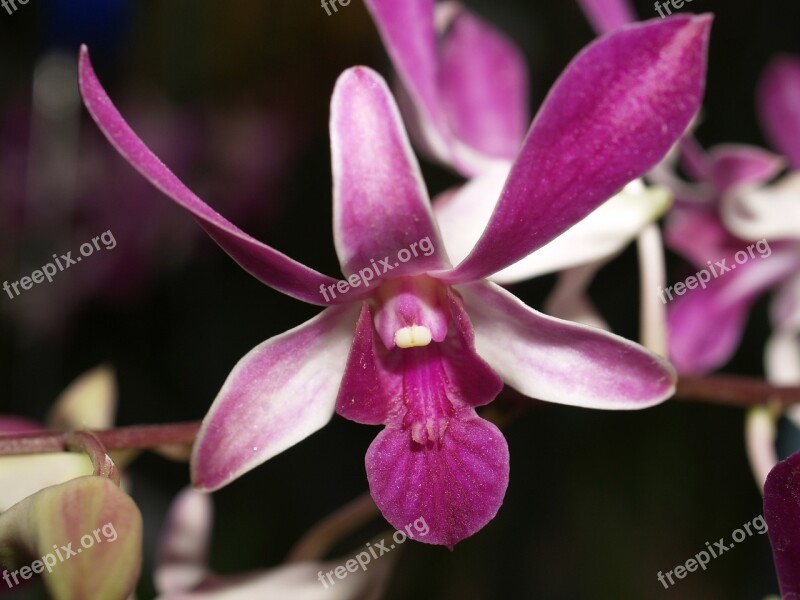 Orchid Flower Bright Violet Flora