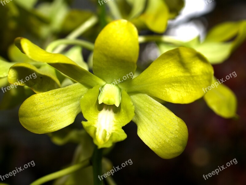 Orchid Flower Bright Violet Flora