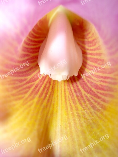 Orchid Flower Bright Violet Flora