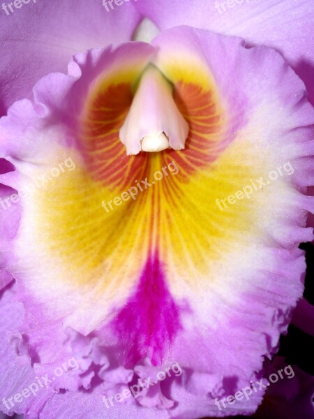 Orchid Flower Bright Violet Flora