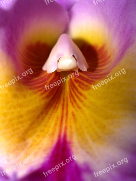 Orchid Flower Bright Violet Flora