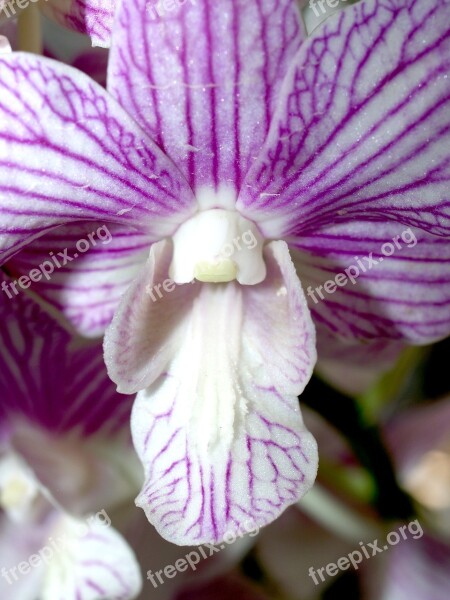 Orchid Flower Bright Violet Flora