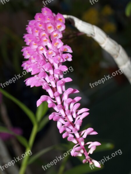 Orchid Flower Bright Violet Flora