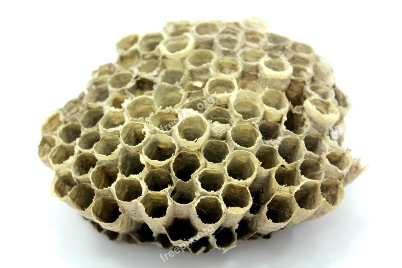 Bee Hive Honey Insect Work