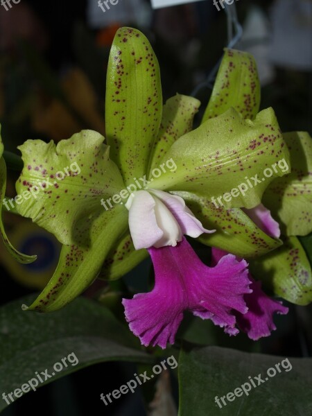 Orchid Flower Bright Violet Flora