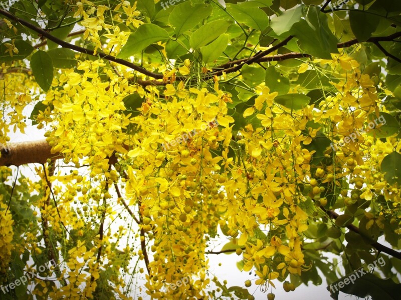 Cassia Shower Golden Tree White