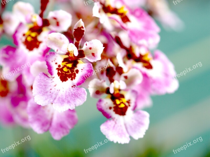 Orchid Flower Bright Violet Flora