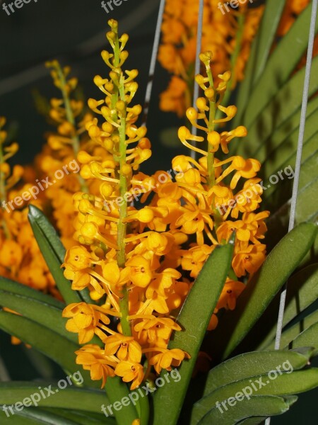 Orchid Flower Bright Violet Flora