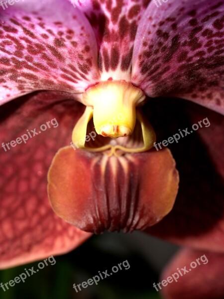 Orchid Flower Bright Violet Flora