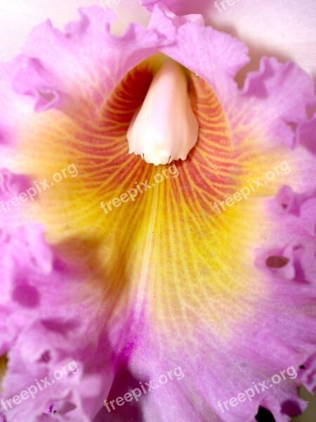 Orchid Flower Bright Violet Flora