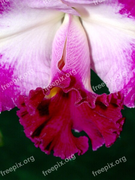 Orchid Flower Bright Violet Flora