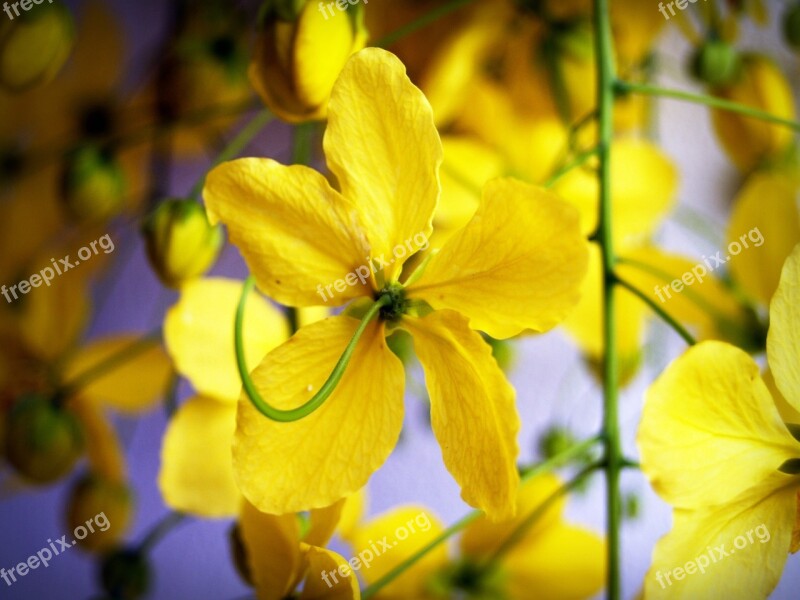 Cassia Shower Golden Tree White