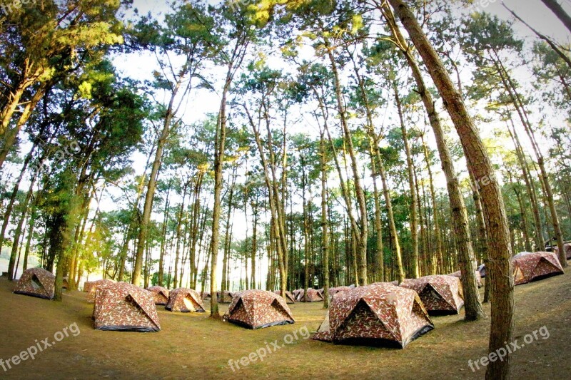 Camp Tent Tree Forrest Outdoor