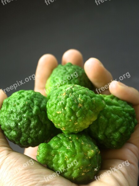 Bergamot Fruit Leaf Thailand Rough