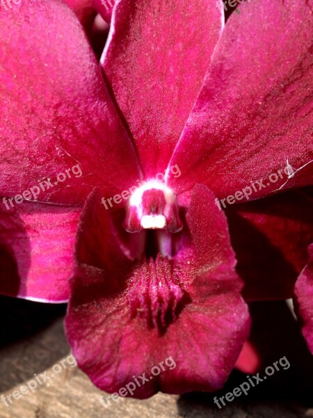 Orchid Flower Bright Violet Flora