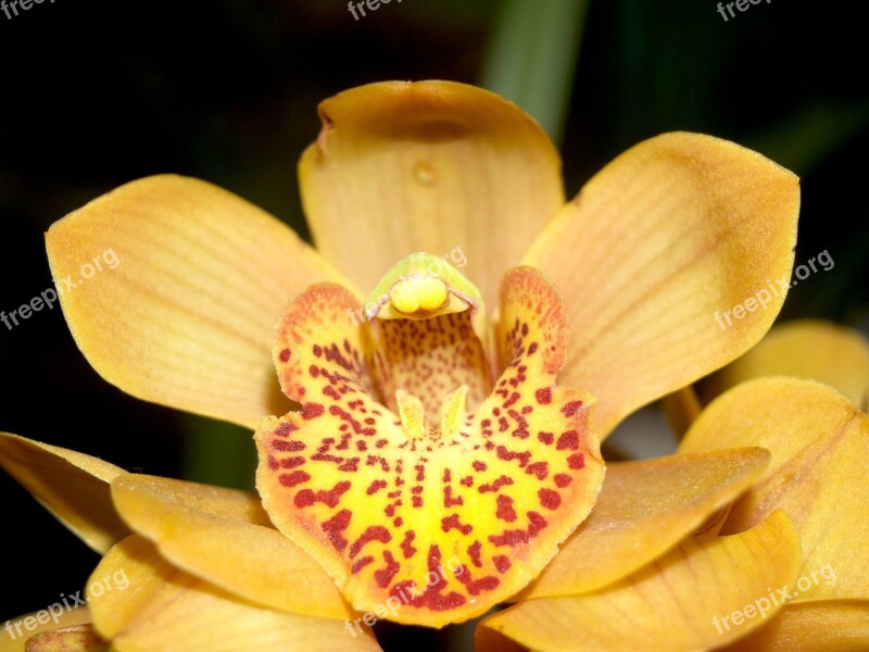 Orchid Flower Bright Violet Flora