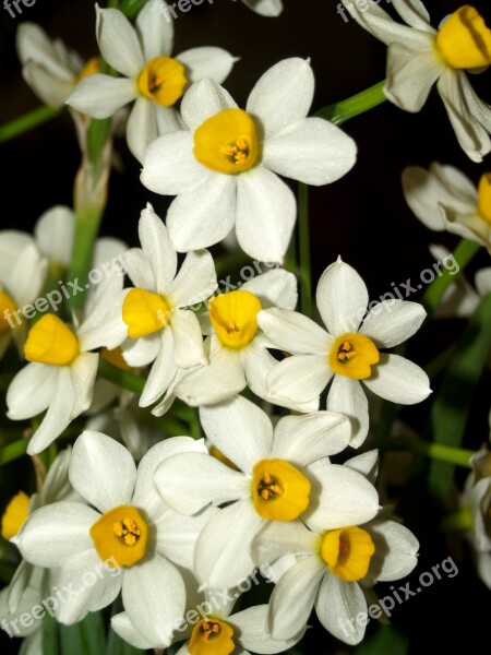 Orchid Flower Bright Violet Flora