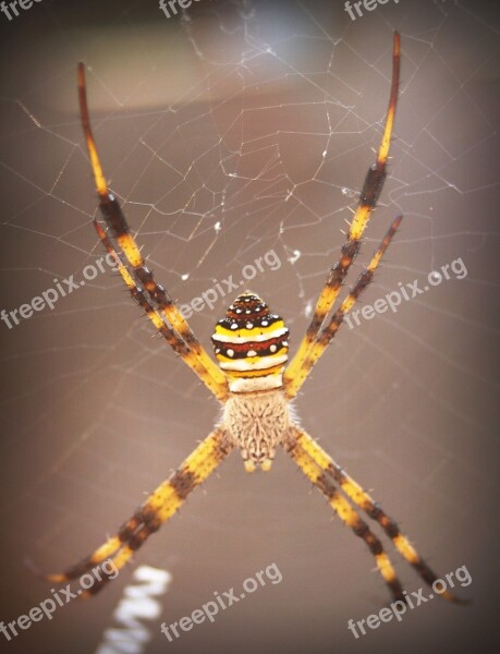 Spider Arthropod Closeup Underbrush Tropical