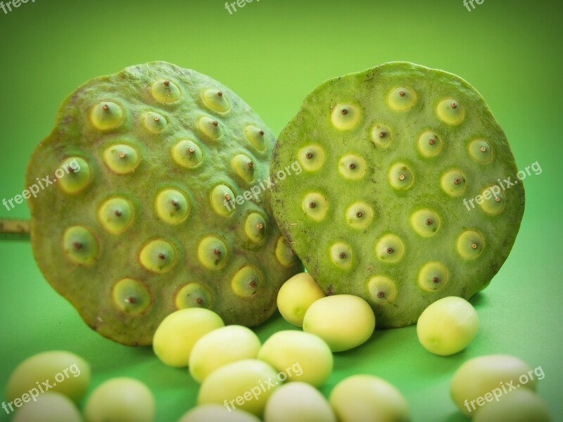 Lotus Seed Flower Leaf Pod