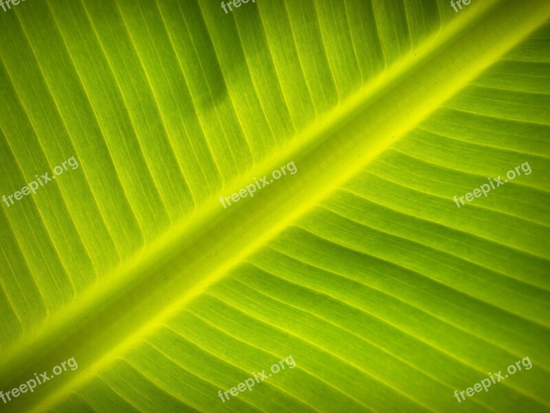 Leaf Background Lines Foliage Photosynthesis