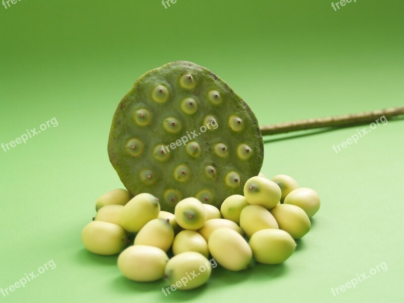 Lotus Seed Flower Leaf Pod